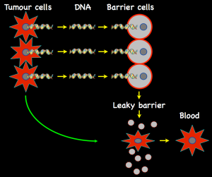 DNA fragments from tumour cells enter barrier cells and kill them, releasing tumour cells into the circulation