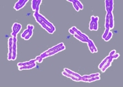Damaged chromosomes (blue arrows)
